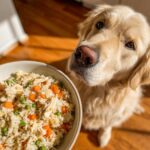 Golden Retriever dog looking at a bowl of Vet-Approved Chicken & Rice Dog Food with carrots and peas.