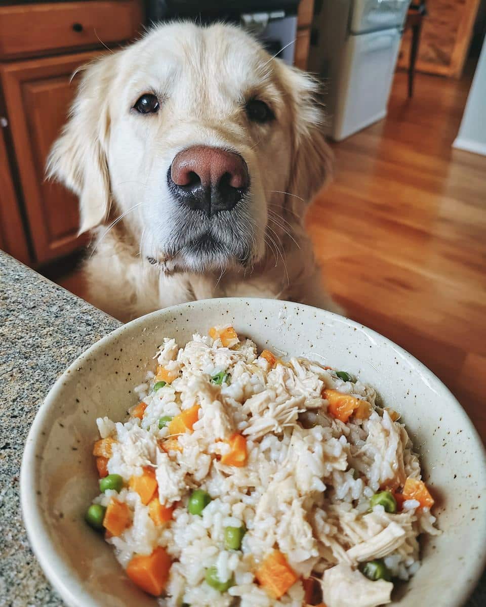 Golden retriever eagerly awaits a bowl of Vet-Approved Chicken & Rice Dog Food with carrots and peas.