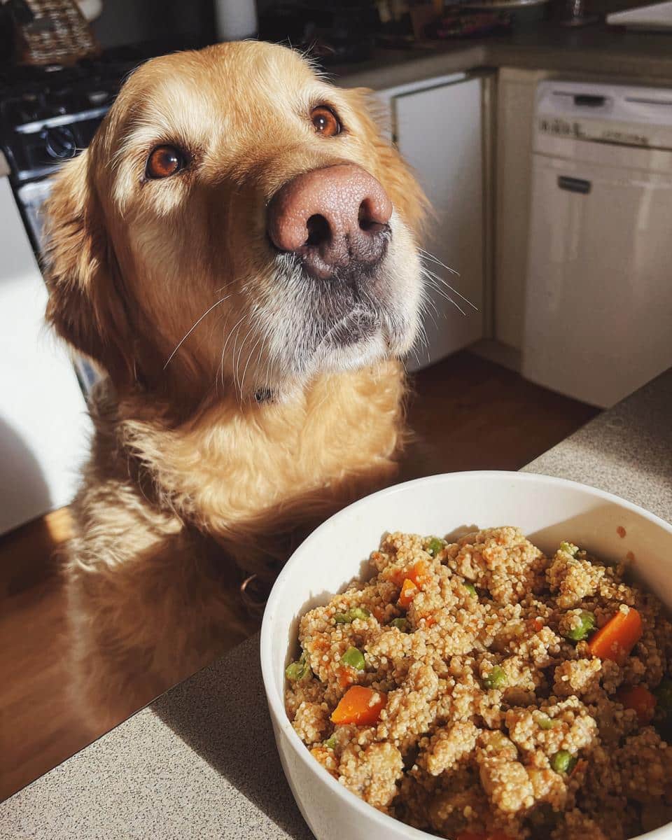 Golden retriever looking longingly at a bowl of Vet-Approved Turkey & Quinoa Dog Meal.
