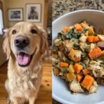 A happy golden retriever sits next to a bowl of XL Crockpot Chicken & Veggies Dog Food.