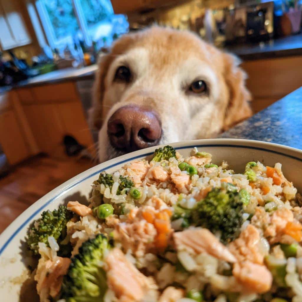 Golden retriever looking longingly at a bowl of Salmon & Broccoli Heart-Healthy Dog Food.