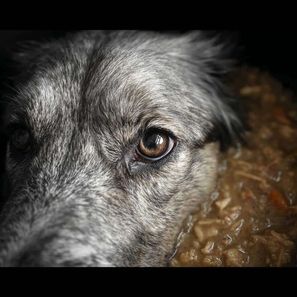 Close-up of a dog's expressive brown eye, with its face partially submerged in a bowl of homemade Chicken & Wild Rice Cabbage Dog Food.